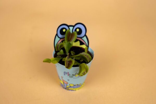 Dionaea Muscipula